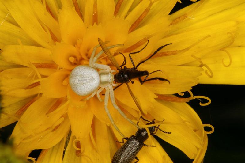 Misumena_vatia_D4941_Z_89_Les Gris_Frankrijk.jpg